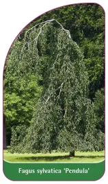 etykieta-szkolkarska-fagus-sylvatica-pendula