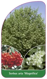 etykieta-szkolkarska-sorbus-aria-magnifica