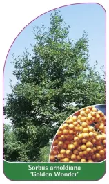 etykieta-szkolkarska-sorbus-arnoldiana-golden-wonder