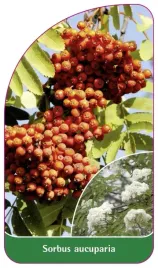 etykieta-szkolkarska-sorbus-aucuparia
