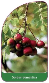 etykieta-szkolkarska-sorbus-domestica