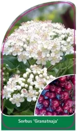 etykieta-szkolkarska-sorbus-granatnaja
