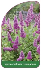 etykieta-szkolkarska-spiraea-billardii-triumphans