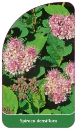 etykieta-szkolkarska-spiraea-densiflora-b
