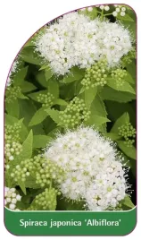 etykieta-szkolkarska-spiraea-japonica-albiflora