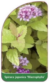 etykieta-szkolkarska-spiraea-japonica-macrophylla