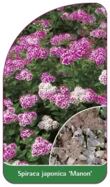 etykieta-szkolkarska-spiraea-japonica-manon