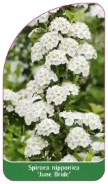 etykieta-szkolkarska-spiraea-nipponica-june-bride
