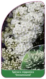 etykieta-szkolkarska-spiraea-nipponica-snowmound