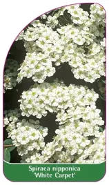 etykieta-szkolkarska-spiraea-nipponica-white-carpet