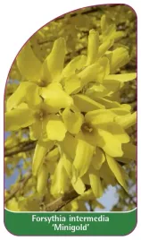 etykieta-szkolkarska-forsythia-intermedia-minigold