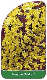 etykieta-szkolkarska-forsythia-maluch