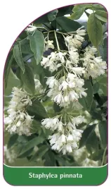 etykieta-szkolkarska-staphylea-pinnata