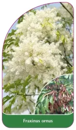 etykieta-szkolkarska-fraxinus-ornus