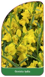 etykieta-szkolkarska-genista-lydia