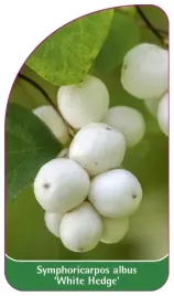 etykieta-szkolkarska-symphoricarpos-albus-white-hedge