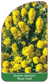 etykieta-szkolkarska-genista-tinctoria-royal-gold