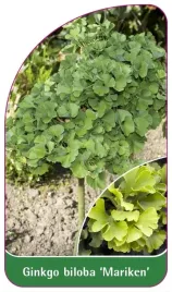 etykieta-szkolkarska-ginkgo-biloba-mariken-b