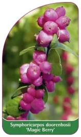 etykieta-szkolkarska-symphoricarpos-doorenbosii-magic-berry