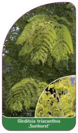 etykieta-szkolkarska-gleditsia-triacanthos-sunburst