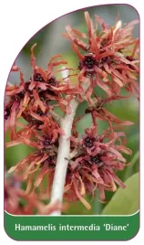 etykieta-szkolkarska-hamamelis-intermedia-diane