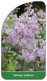 etykieta-szkolkarska-syringa-josikaea