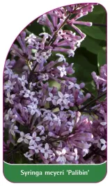 etykieta-szkolkarska-syringa-meyeri-palibin-a