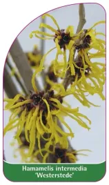 etykieta-szkolkarska-hamamelis-intermedia-westerstede