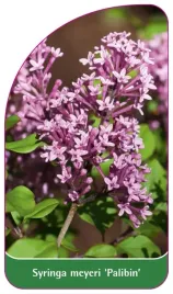 etykieta-szkolkarska-syringa-meyeri-palibin-b