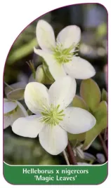 etykieta-szkolkarska-helleborus-x-nigercors-magic-leaves