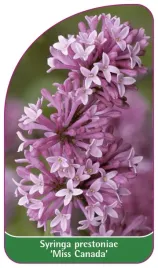 etykieta-szkolkarska-syringa-prestoniae-miss-canada