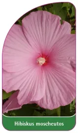 etykieta-szkolkarska-hibiscus-moscheutos-rozowy-bylinowy