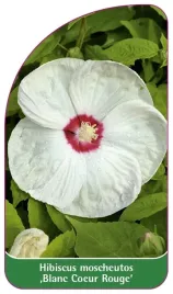 etykieta-szkolkarska-hibiscus-moscheutos-blanc-coeur-rouge