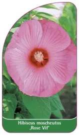 etykieta-szkolkarska-hibiscus-moscheutos-rose-vif