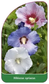 etykieta-szkolkarska-hibiscus-syriacus-tricolor