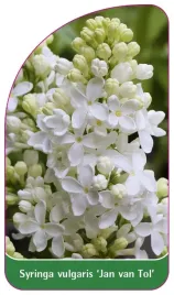 etykieta-szkolkarska-syringa-vulgaris-jan-van-tol