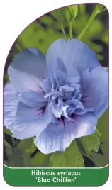 etykieta-szkolkarska-hibiscus-syriacus-blue-chiffon