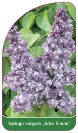 etykieta-szkolkarska-syringa-vulgaris-jules-simon
