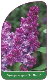 etykieta-szkolkarska-syringa-vulgaris-le-notre