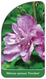 etykieta-szkolkarska-hibiscus-syriacus-freedom
