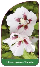 etykieta-szkolkarska-hibiscus-syriacus-hamabo
