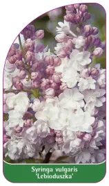 etykieta-szkolkarska-syringa-vulgaris-lebioduszka-standard