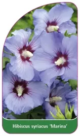 etykieta-szkolkarska-hibiscus-syriacus-marina