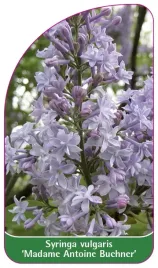 etykieta-szkolkarska-syringa-vulgaris-madame-antoine-buchner