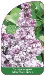 etykieta-szkolkarska-syringa-vulgaris-marechal-lannes