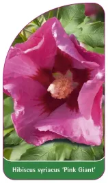etykieta-szkolkarska-hibiscus-syriacus-pink-giant