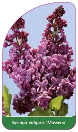 etykieta-szkolkarska-syringa-vulgaris-massena