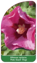 etykieta-szkolkarska-hibiscus-syriacus-pink-giant-flogi