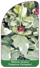 etykieta-szkolkarska-hibiscus-syriacus-purpureus-variegatus