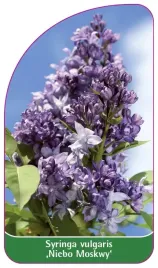 etykieta-szkolkarska-syringa-vulgaris-niebo-moskwy